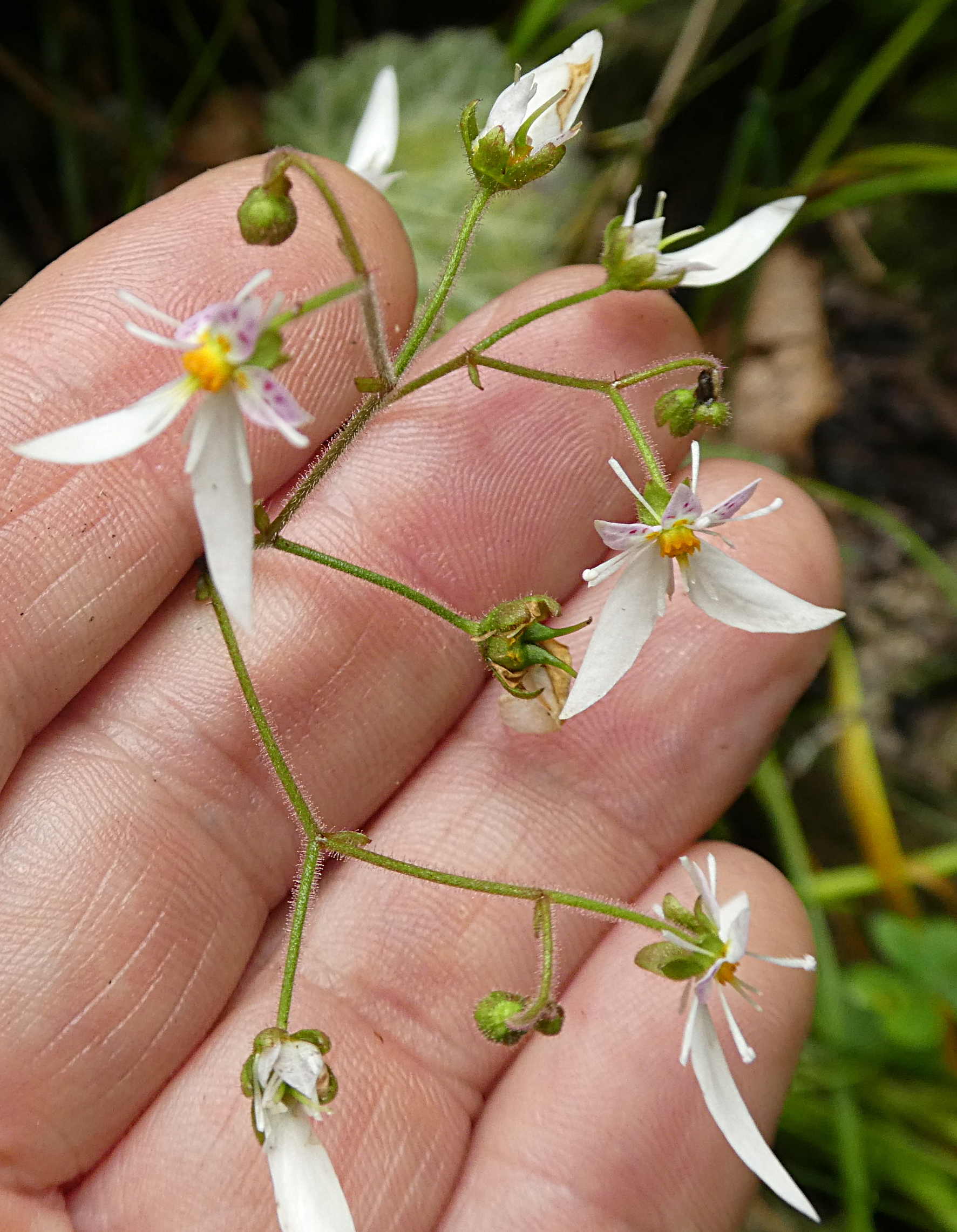 Saxifraga stolonifera  / Sassifraga stolonifera